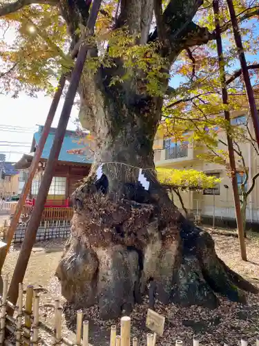 白山神社の自然
