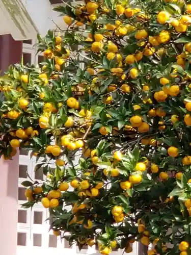 千葉縣護國神社の自然