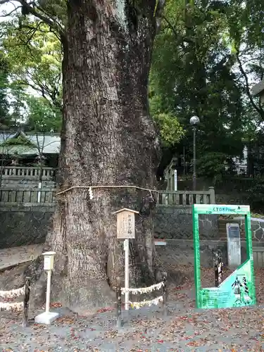 五所神社の自然