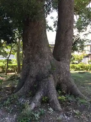 右内神社の自然