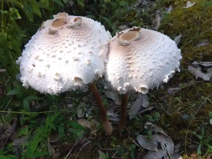 高津八幡宮(京都府)