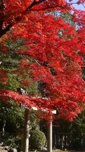 光明寺（粟生光明寺）の自然