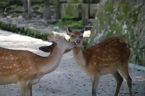 春日大社の動物
