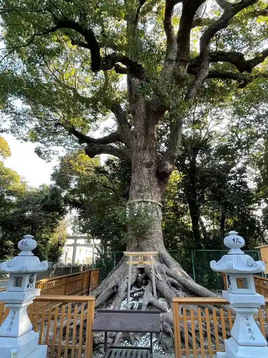 和泉國一之宮 大鳥大社の自然