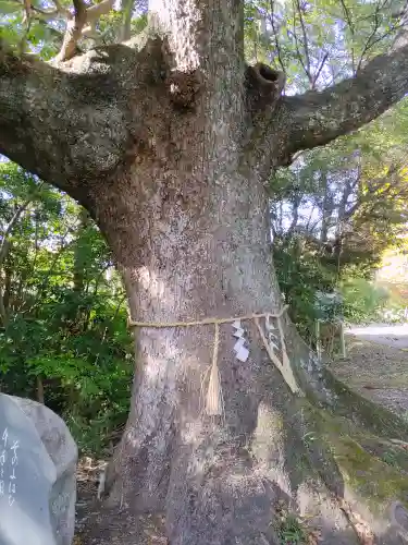平群天神社の自然