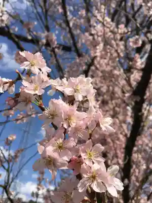 八幡神社の自然
