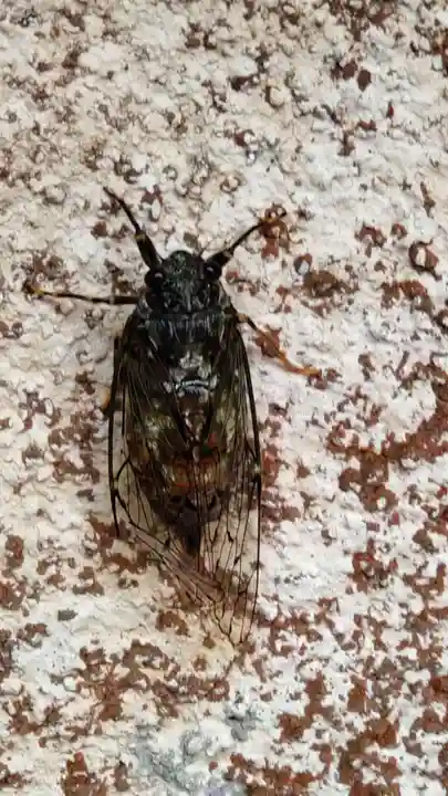 赤城神社の動物