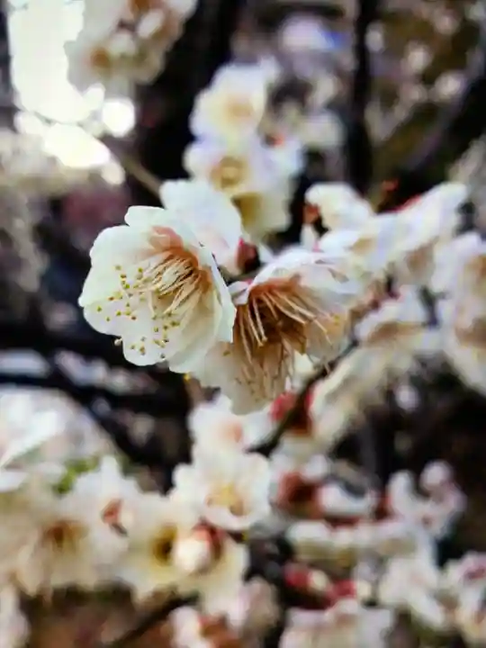 成子天神社(東京都)