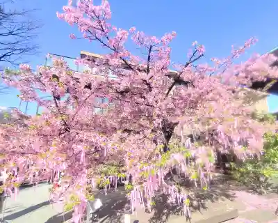 桜神宮(東京都)