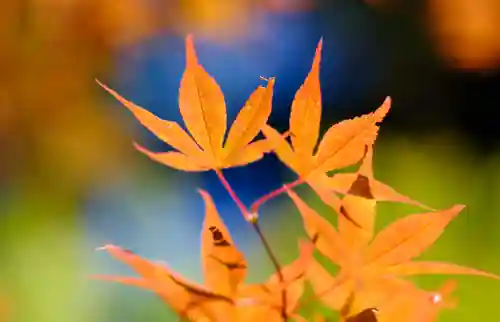 壇上伽藍(和歌山県)