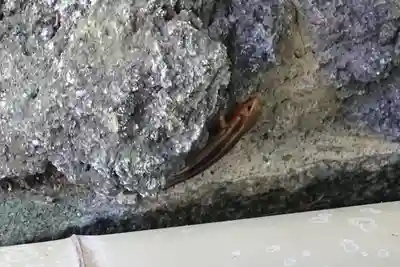 桜井市護国神社の動物