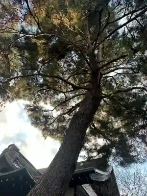 猿田彦神社(東京都)