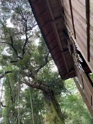 熊野神社の自然