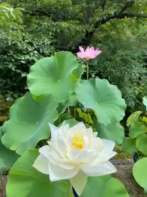 法金剛院の自然