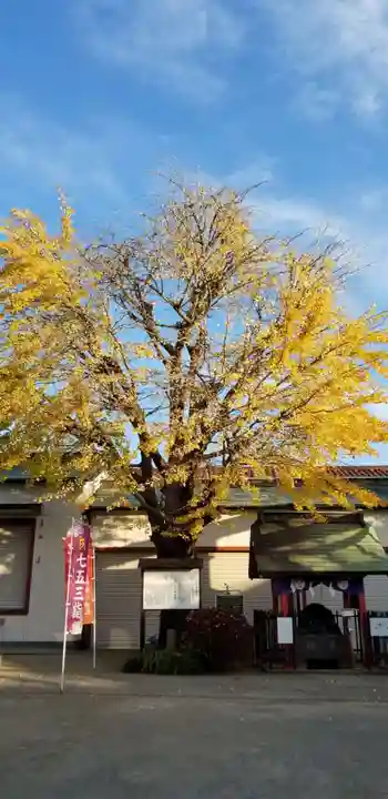 葛飾氷川神社の自然