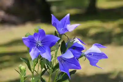  智積院(京都府)