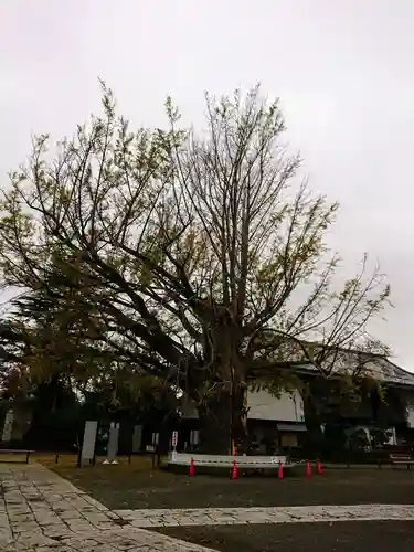 時宗総本山 遊行寺（正式：清浄光寺）の自然