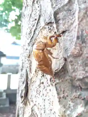 白山神社(福井県)