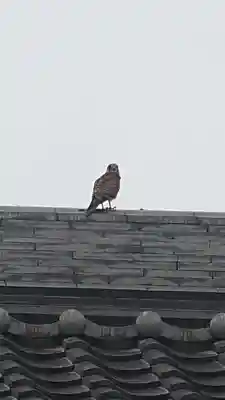 夜疑神社の動物