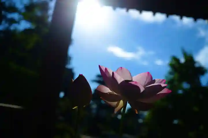 法源寺(山梨県)