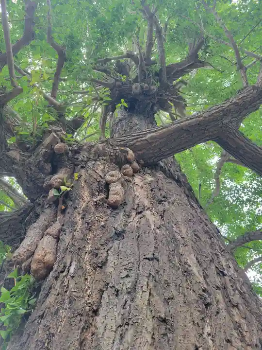 朝日氷川神社の自然