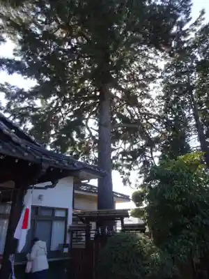 中野沼袋氷川神社の自然