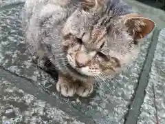 三戸大神宮の動物