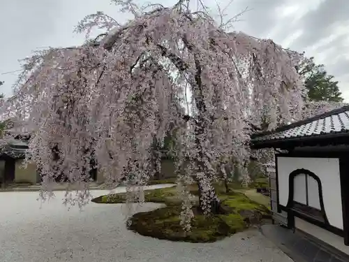 高台寺（高台寿聖禅寺・高臺寺）(京都府)