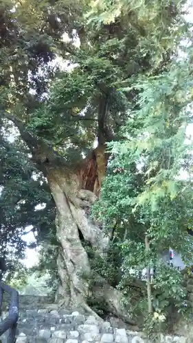 八幡神社の自然