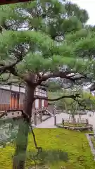 仁和寺の庭園