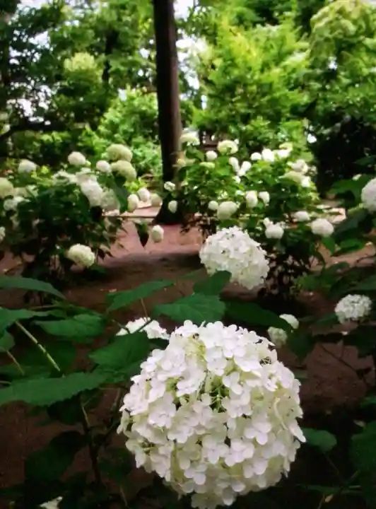 妙法寺(東京都)