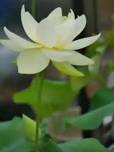 極楽山　浄土寺の自然