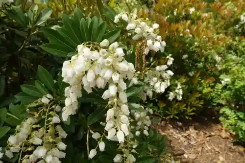半木神社（賀茂別雷神社境外末社）の自然