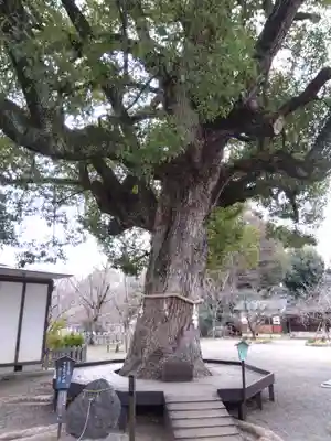 平野神社(京都府)