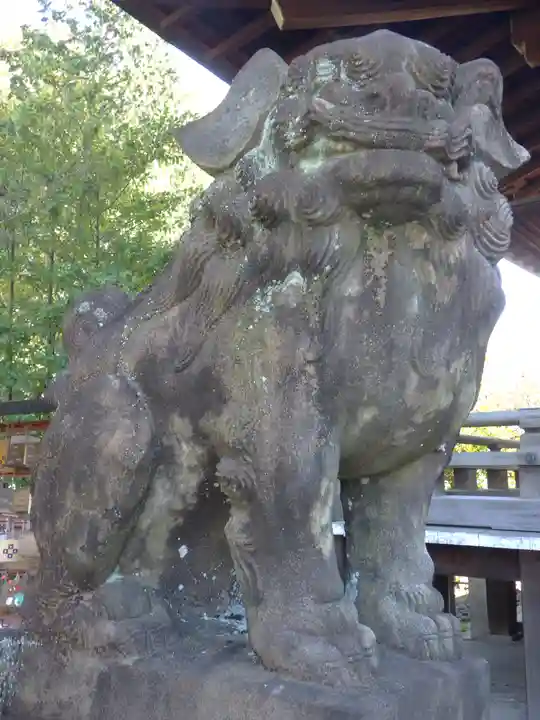 京都乃木神社の狛犬
