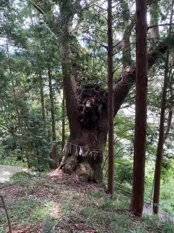大楠神社の自然