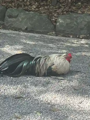 熱田神宮の{uncategorized: "未分類", other: "その他", undefined: "問題あり", building: "その他建物", grave: "お墓", sacred_gate: "鳥居", guardian: "狛犬", statue: "像", buddha: "仏像", history: "歴史", nature: "自然", garden: "庭園", animal: "動物", pagoda: "塔", temizu: "手水舎", mountain_gate: "山門・神門", sanctuary: "本殿・本堂", subordinate: "末社・摂社", art: "芸術", scenery: "景色", jizo: "地蔵", ema: "絵馬", goshuin: "御朱印", omikuji: "おみくじ", items: "授与品その他", amulet: "お守り", goshuincho: "御朱印帳", eats: "食事", festival: "お祭り", votive_dance: "神楽", shichigosan: "七五三参", wedding: "結婚式", experience: "体験その他", initially: "初詣", around: "周辺", anti_infection: "感染症対策"}