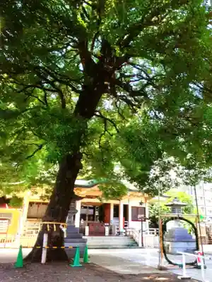 荻窪白山神社(東京都)