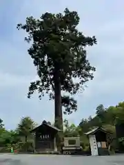 太平山神社の自然