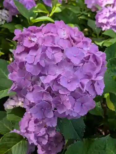 本土寺(千葉県)