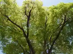 戸部杉山神社の自然