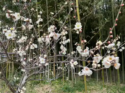 大覚寺(京都府)