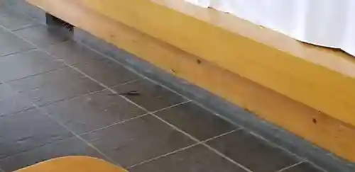 身曾岐神社の動物