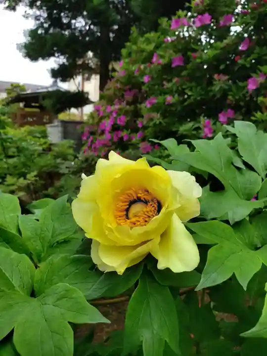 禅定院(東京都)