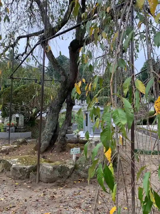 金剛寺(茨城県)