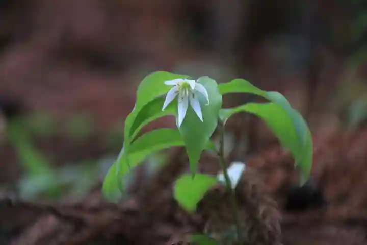 鹿島大神宮の自然