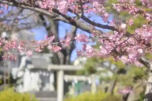 鳩森八幡神社の自然