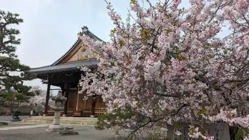 妙蓮寺(京都府)