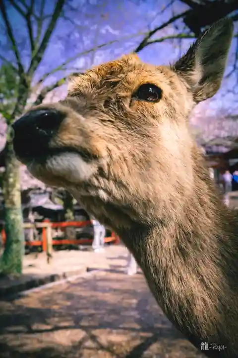 氷室神社(奈良県)