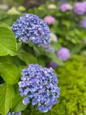 白山神社(東京都)